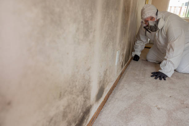 Best Water Damage & Mold Remediation  in Monticello, MN